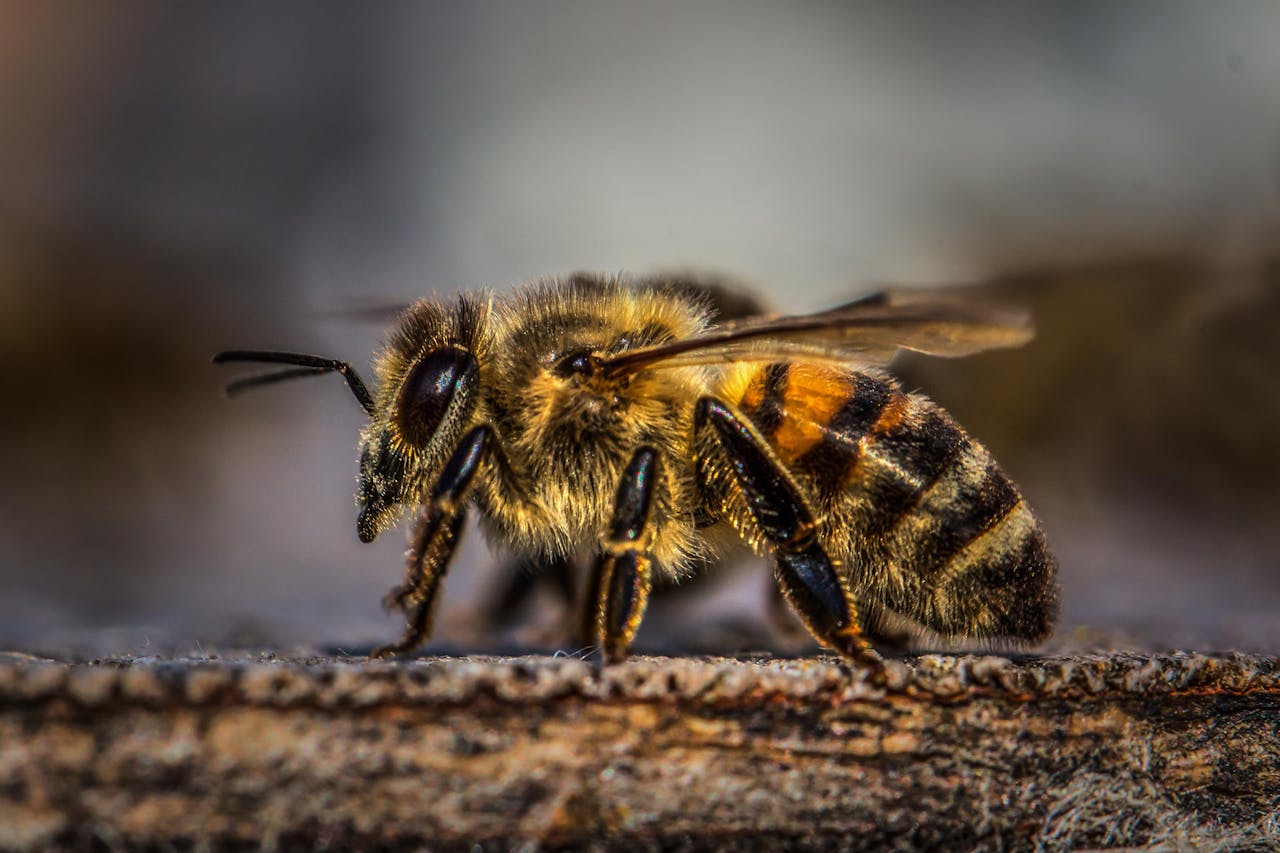 Detailed macro shot of a honeybee on a natural surface in Sachseln, Switzerland.