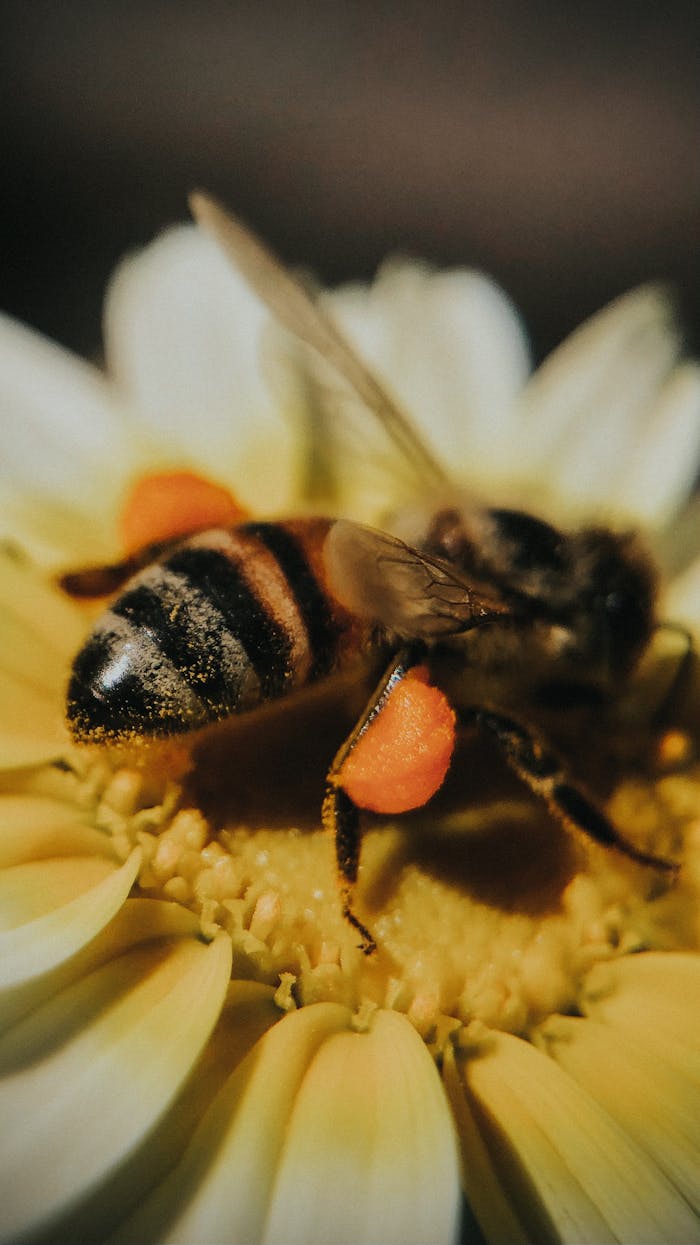 Macro shot of a bee collecting pollen on a yellow flower, showcasing natural pollination.