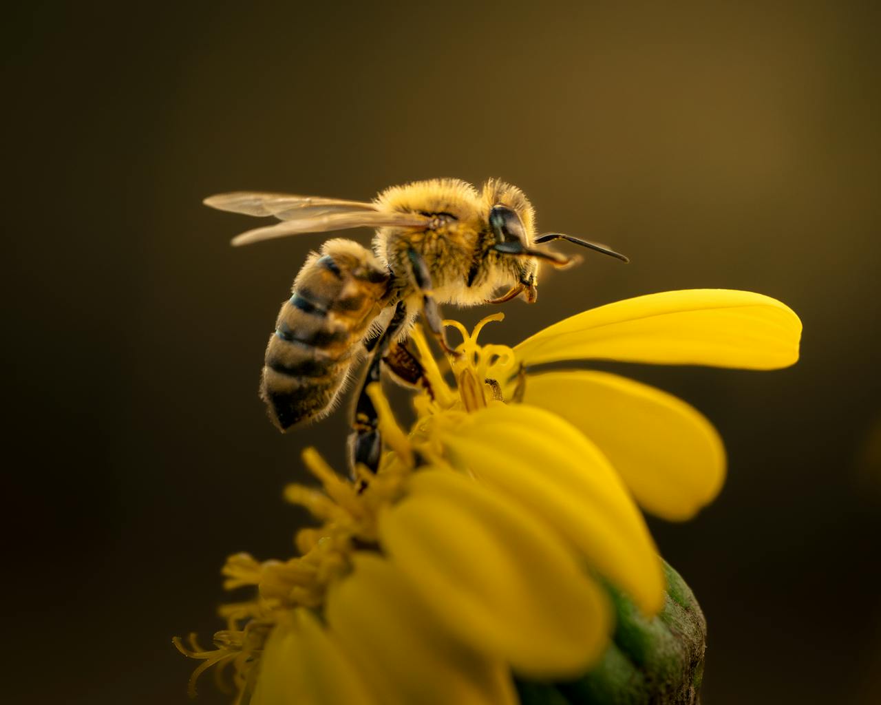 Detailed macro shot of a honeybee collecting nectar from a yellow flower.