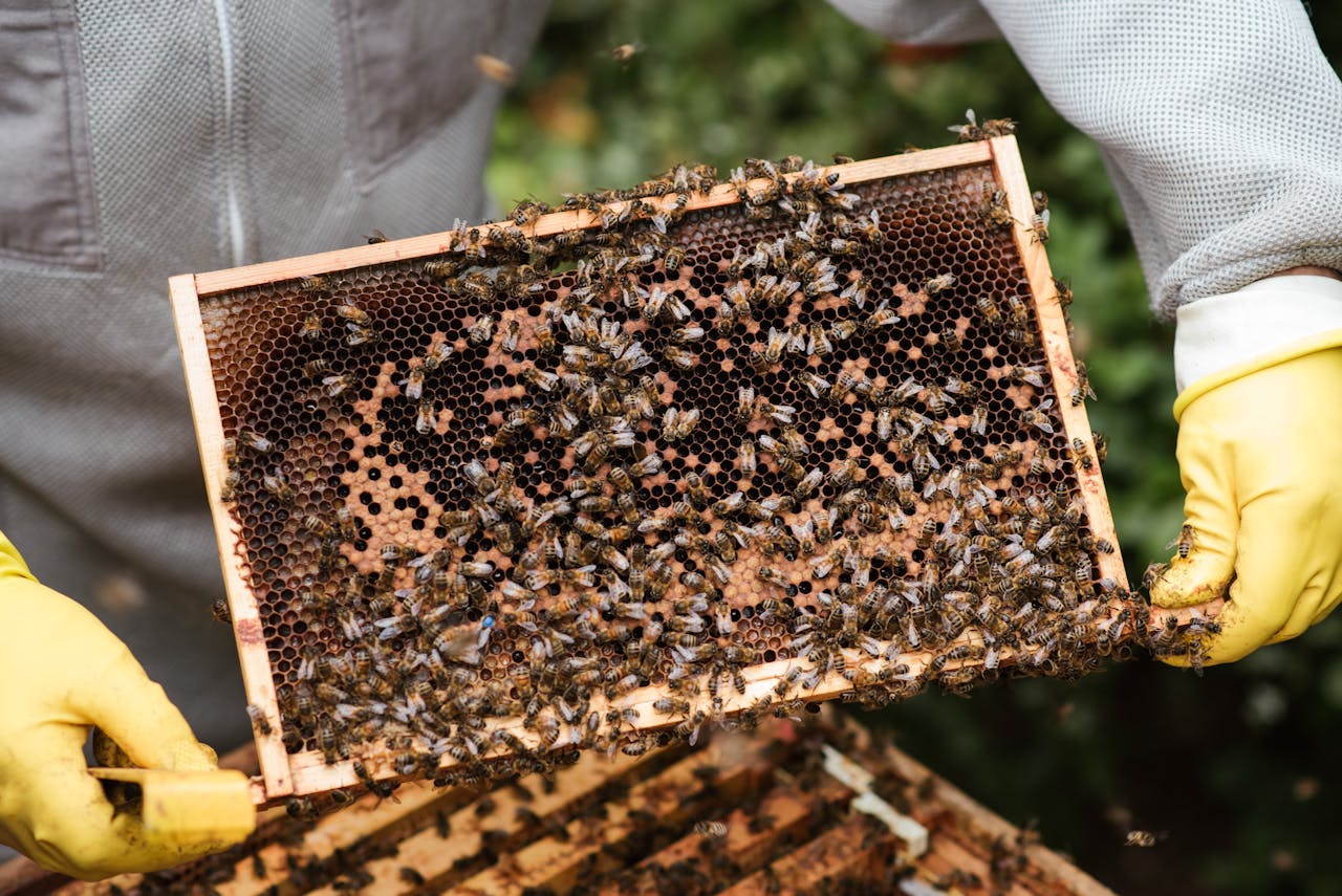 Home Beekeeper and honeycomb buzzing with bees, showcasing honey production process and safety gear.